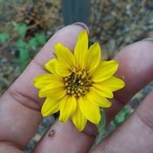 Meet your Posher, Frances